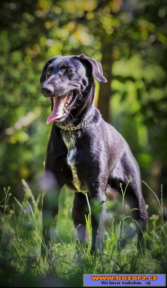 Leopold - labradorský retrívr x