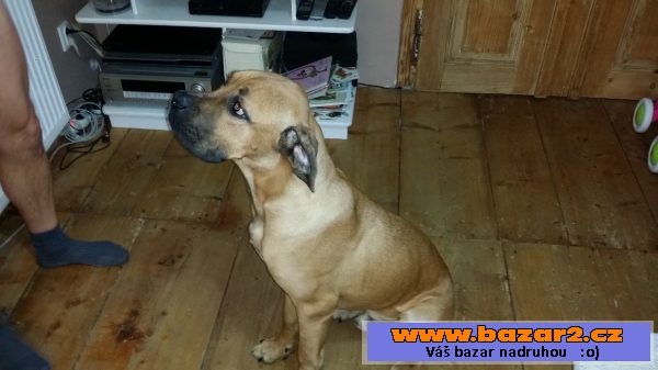 Prodám štěně Cane Corso