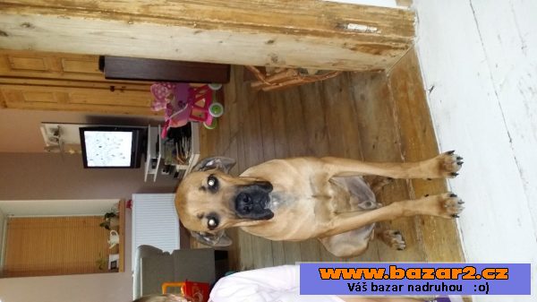 Prodám štěně Cane Corso