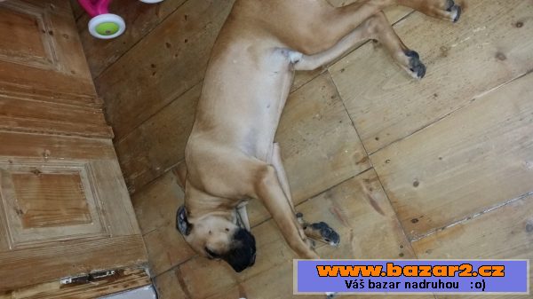 Prodám štěně Cane Corso