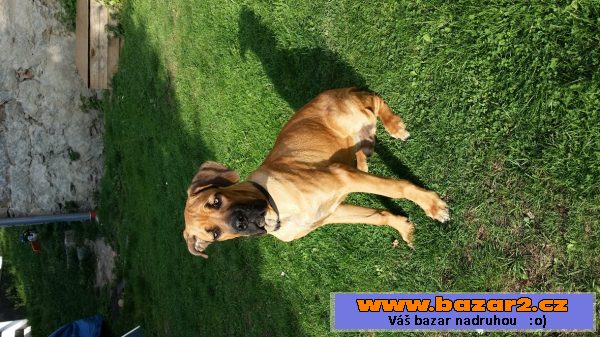 Prodám štěně Cane Corso