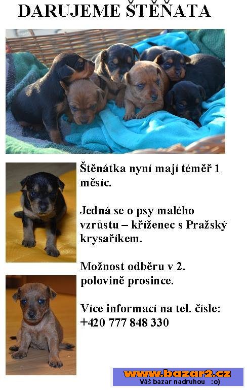 DARUJEME ROZTOMILÉ ŠTĚŇÁTKO