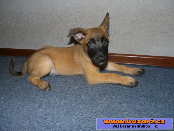 Belgický ovčák-Malinois