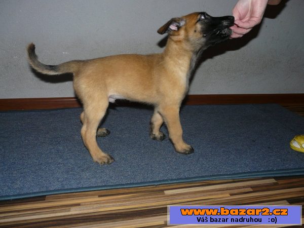 Belgický ovčák-Malinois