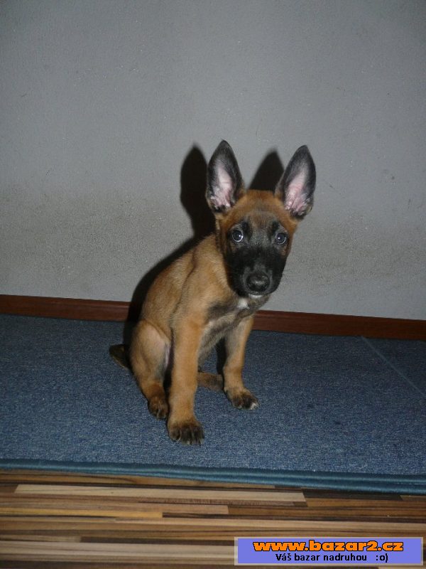 Belgický ovčák-Malinois