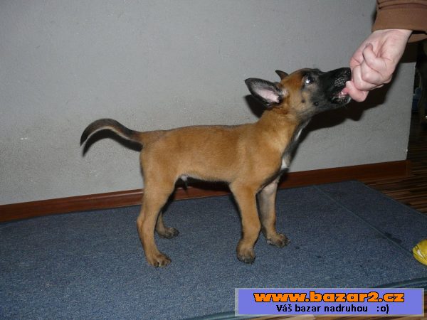 Belgický ovčák-Malinois
