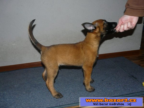 Belgický ovčák-Malinois