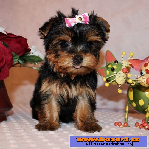 Yorkshire terrier s PP