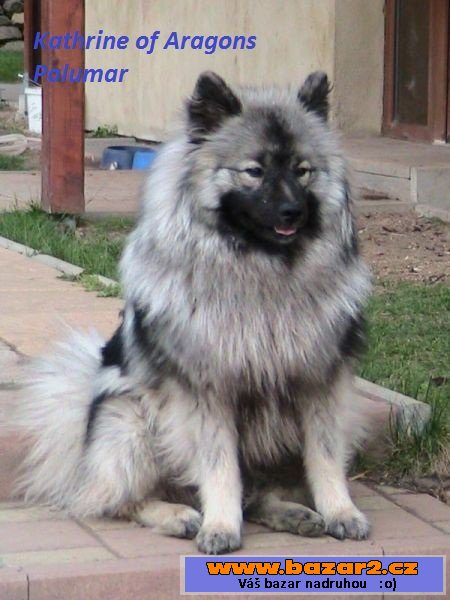 Německý špic vlčí/keeshond s PP
