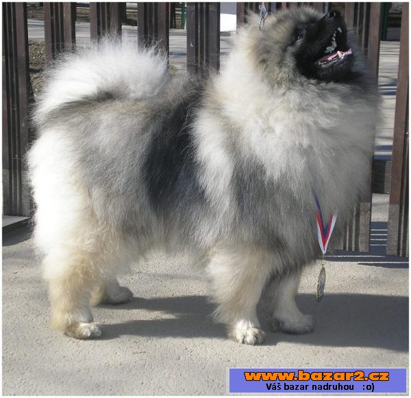Německý špic vlčí/keeshond s PP
