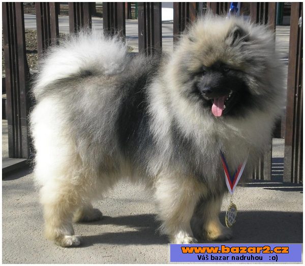 Německý špic vlčí/keeshond s PP