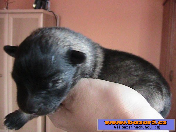 Německý špic vlčí/keeshond s PP