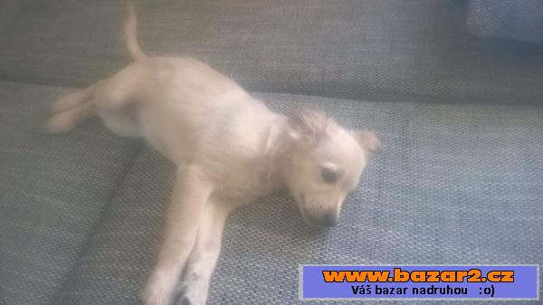 Daruji kříženého zlatého retrívra