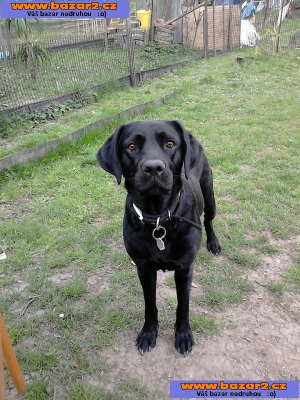 Černý labrador