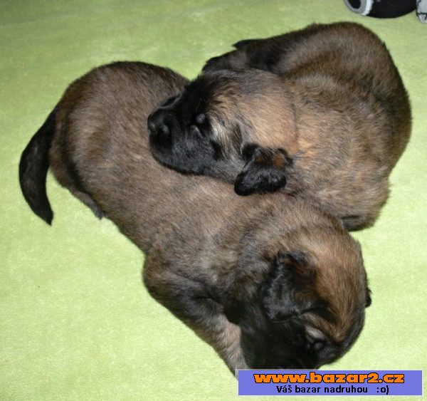 Leonberger - čistokrevná štěňátka 
