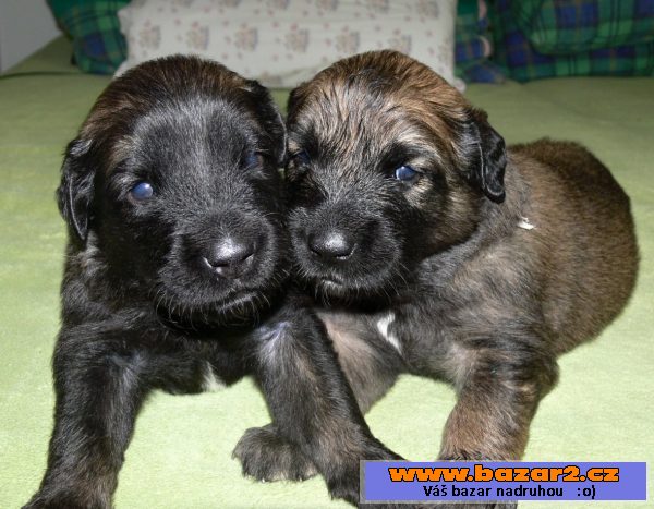 Leonberger - čistokrevná štěňátka 
