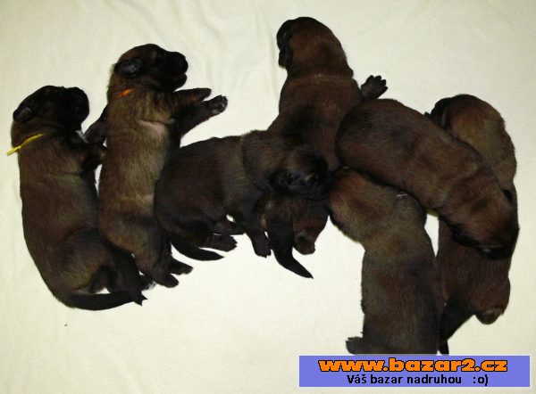 Leonberger - čistokrevná štěňátka 