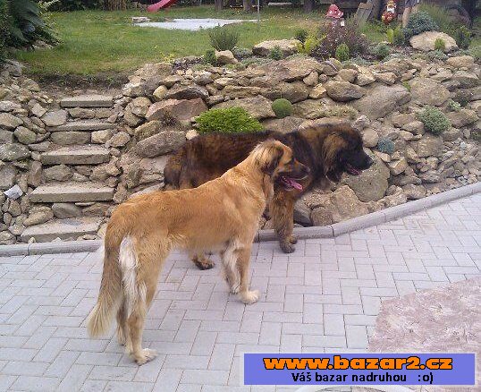 Leonberger - čistokrevná štěňátka 