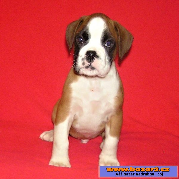 Boxer s PP