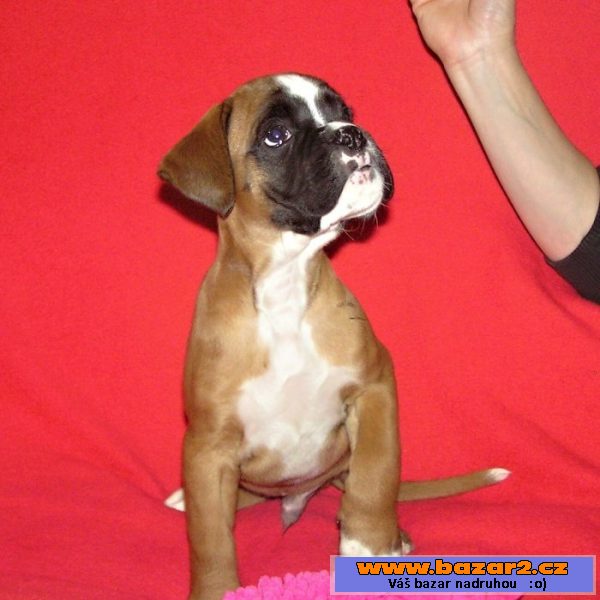Boxer s PP