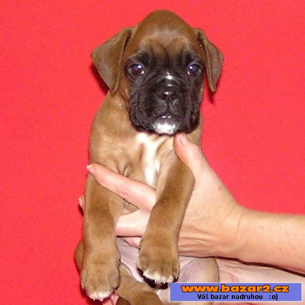 Boxer s PP
