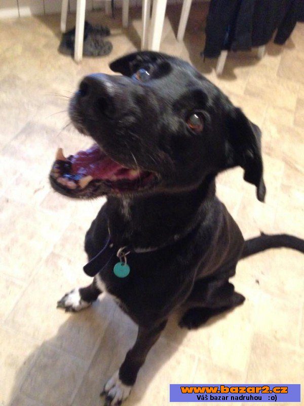 Black - labrador x ovčák - pes