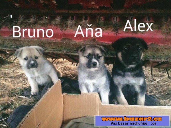 Aňa, Bruno a Alex - štěně pes, fena