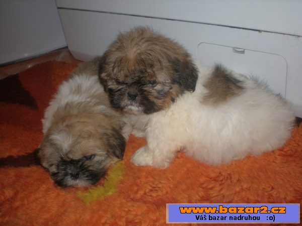 Shih-tzu