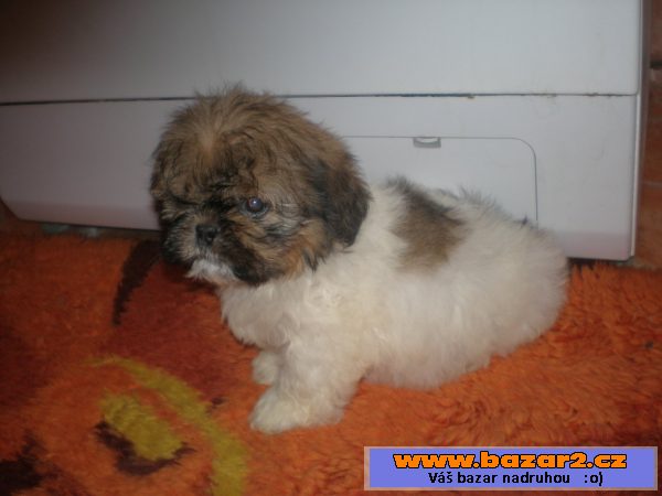 Shih-tzu