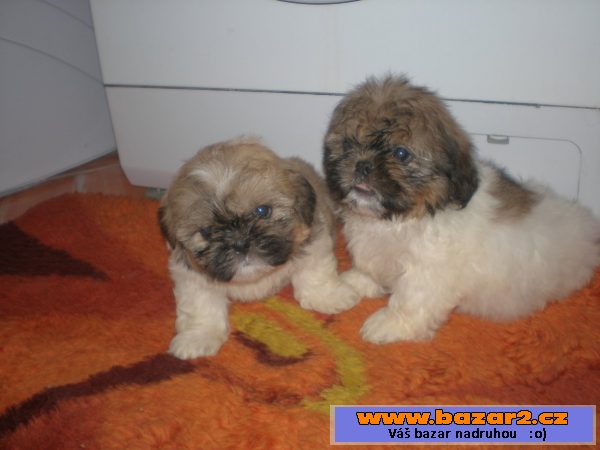 Shih-tzu