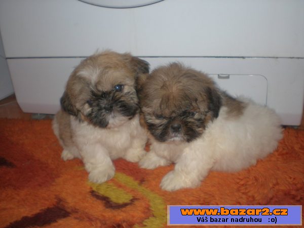 Shih-tzu