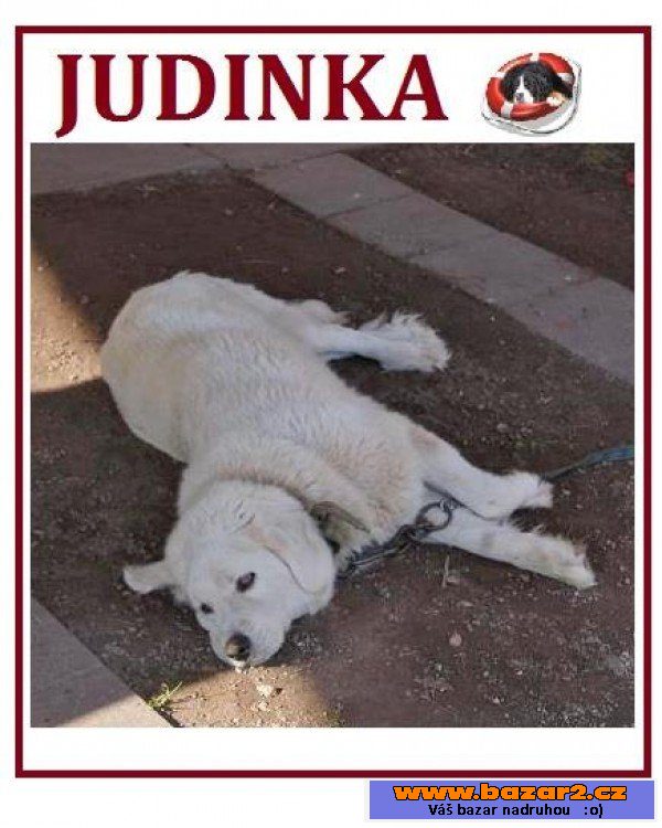 Judinka - čuvač - fena