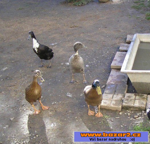 Indický běžec