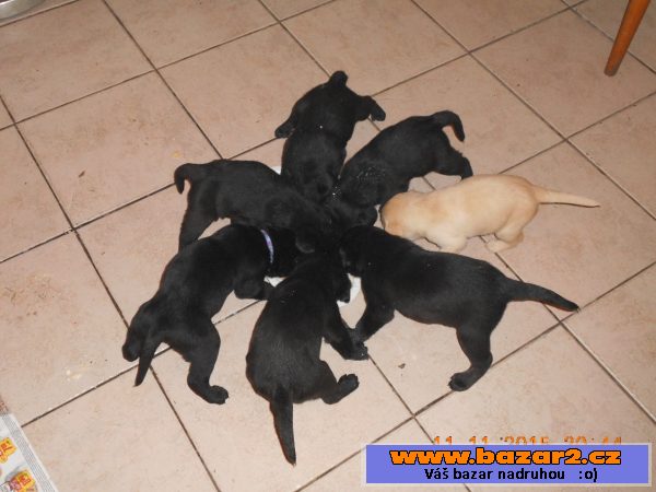 Štěňátka černého labradora