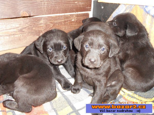 Štěňátka černého labradora