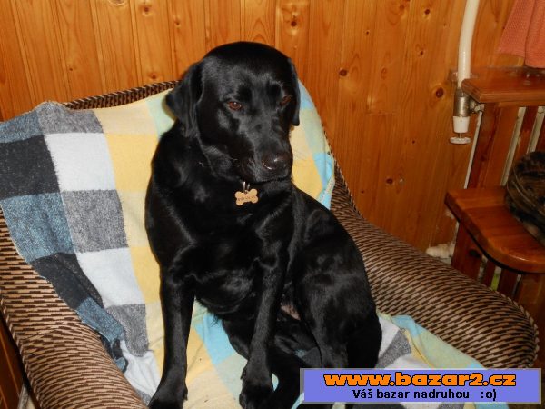 Štěňátka černého labradora