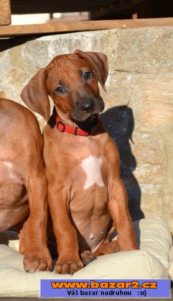Rhodéský ridgeback – štěňátka