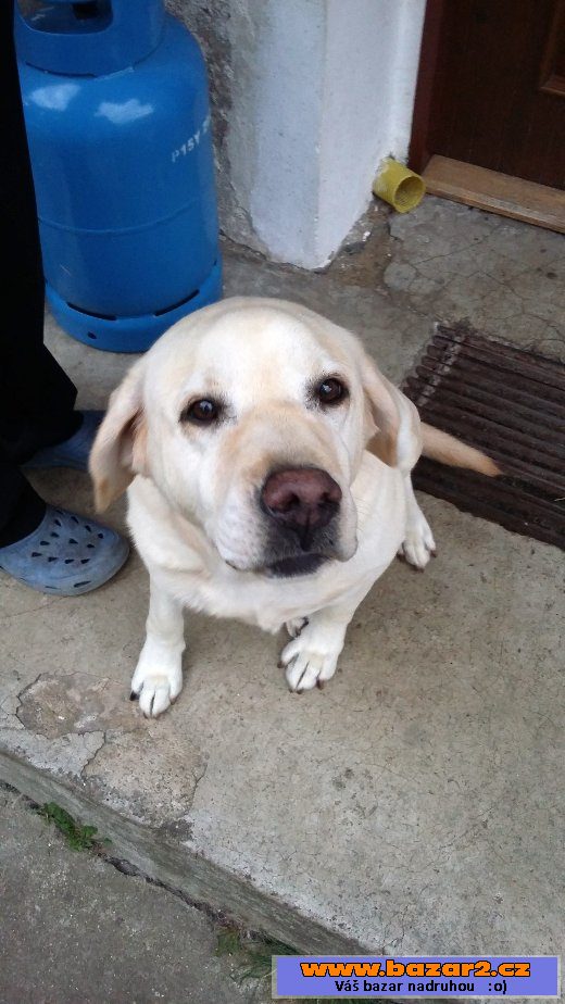 Darujeme fenku labrador. retrívra