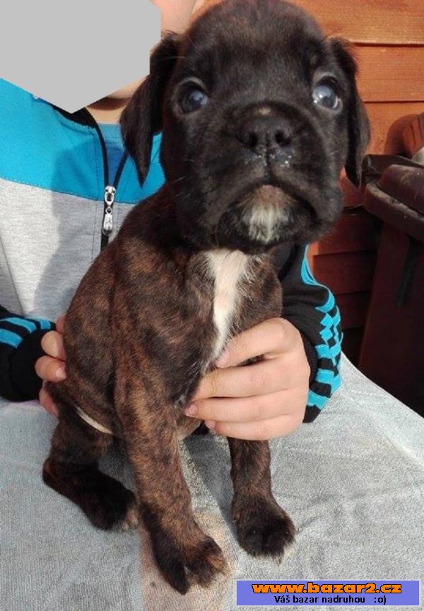 Boxer - psíci - krátky chvostík