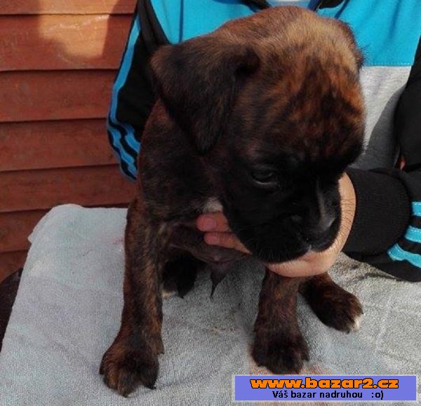 Boxer - psíci - krátky chvostík