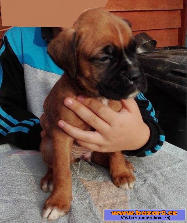 Boxer - psíci - krátky chvostík