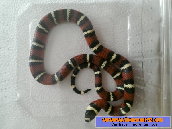 Lampropeltis triangulum stuarti