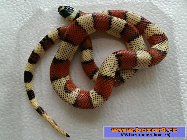 Lampropeltis triangulum stuarti