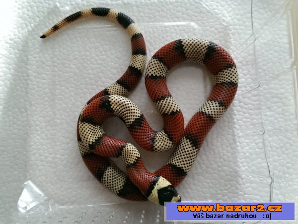 Lampropeltis triangulum stuarti