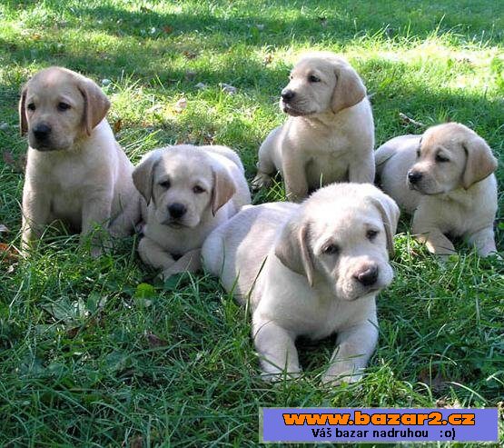 Štěňátka labrador s pp