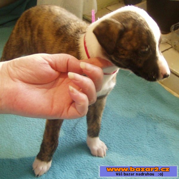 Whippet - vipet