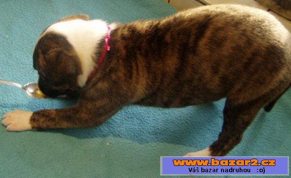 Whippet - vipet