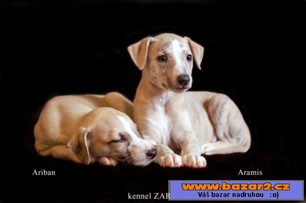 Whippet poslední pejsek 