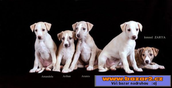Whippet poslední pejsek 