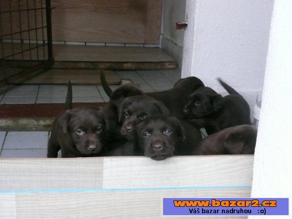Labradorský retriever